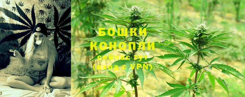 Бошки марихуана White Widow  где купить   гидра как зайти  Богородицк 